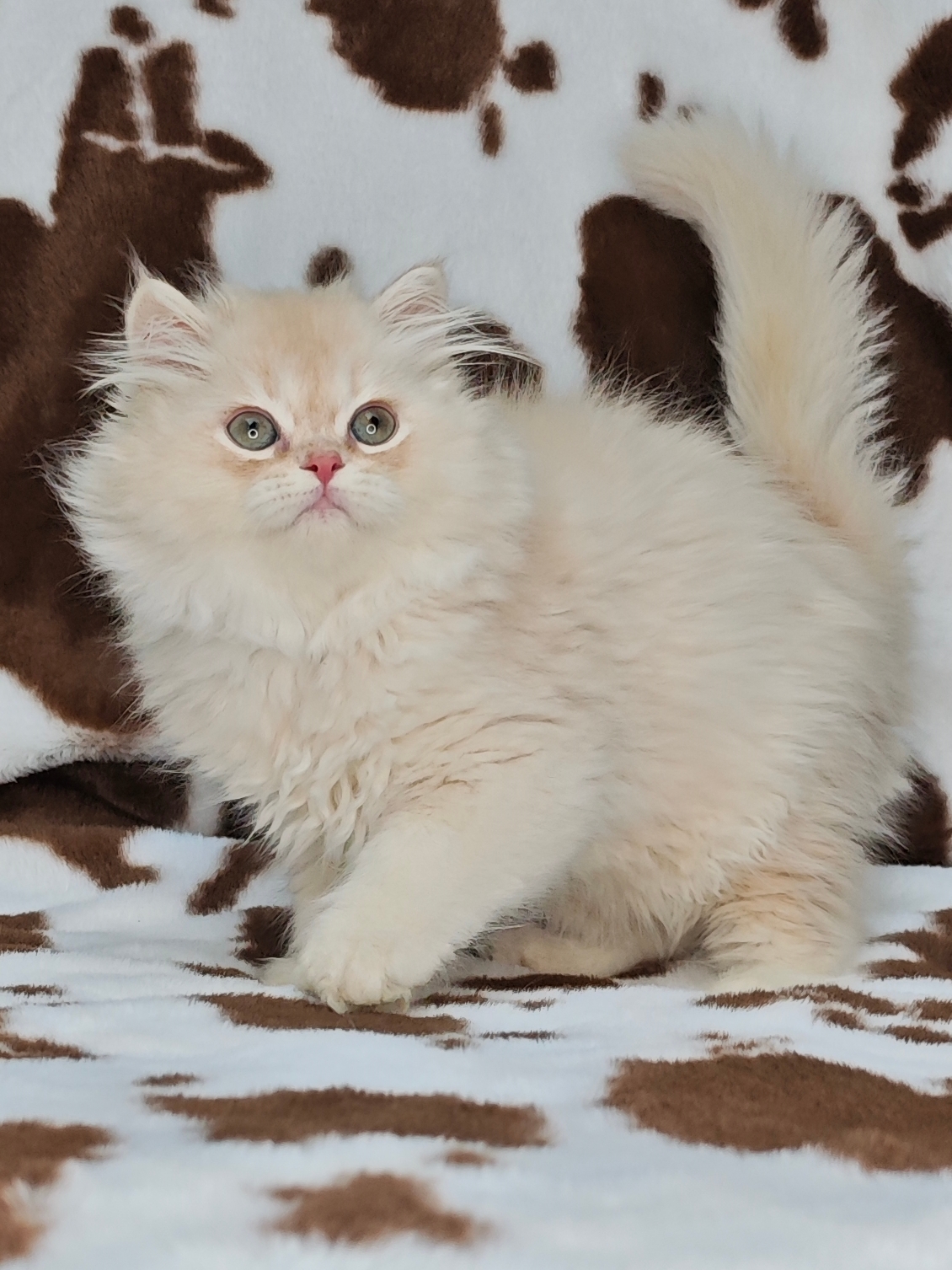 长毛凯米尔色弟弟